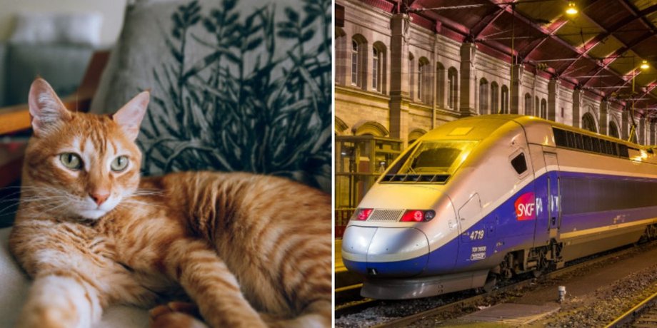 Власниця пояснила, що кіт лише кілька разів нявкнув