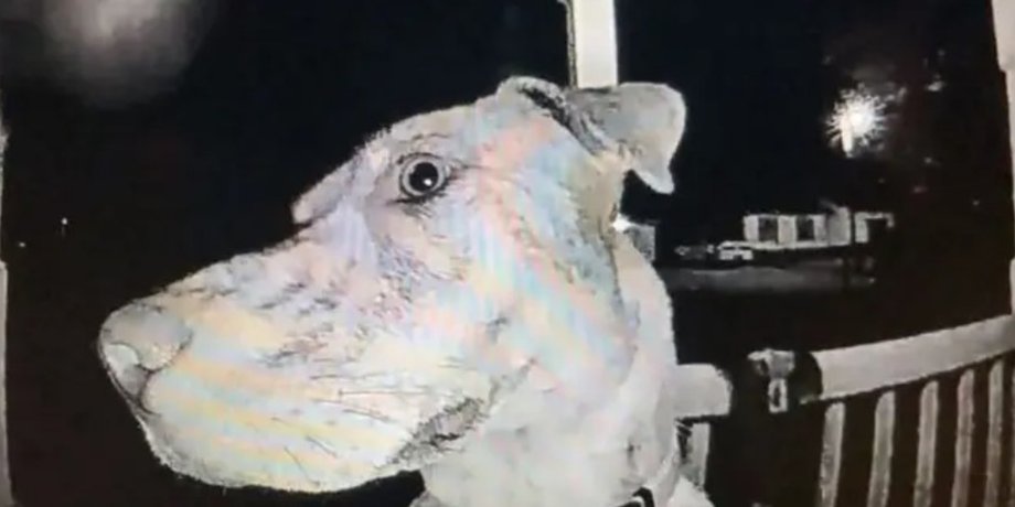 собака, дверний дзвінок