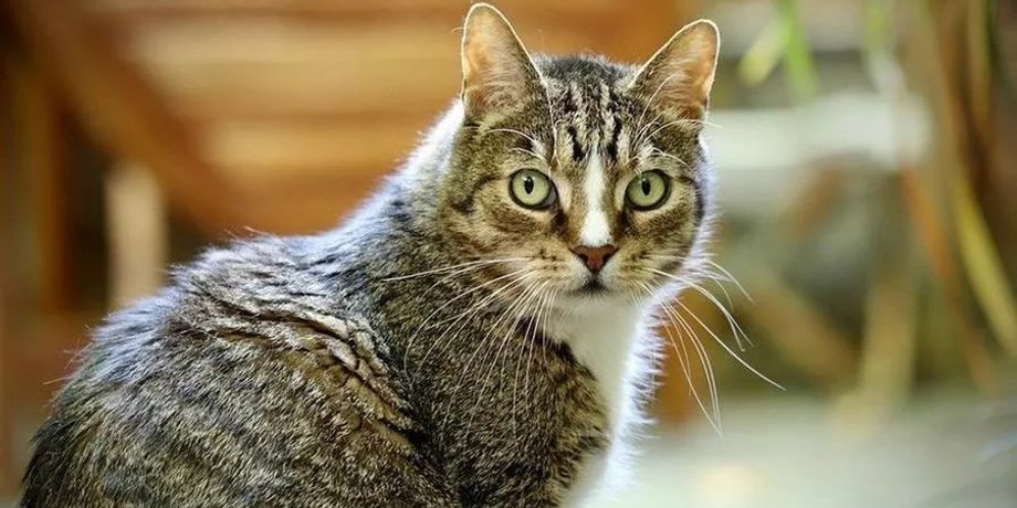 кот