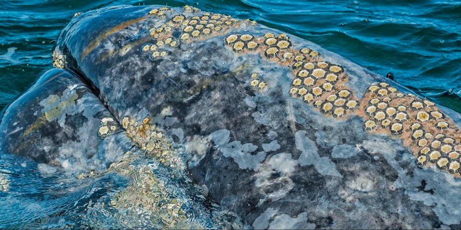 серый кит, морские вши