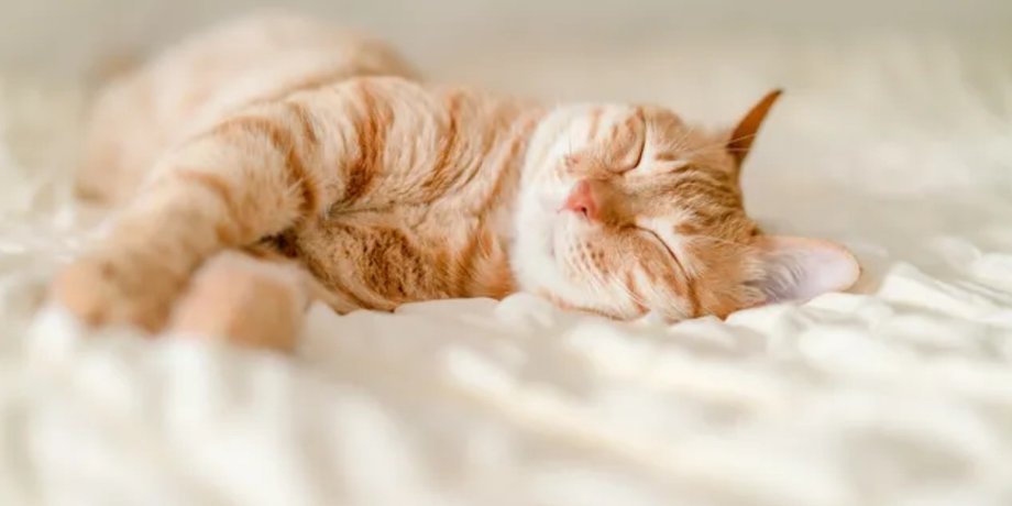 кошка, домашние кошки, одомашнивание кошек