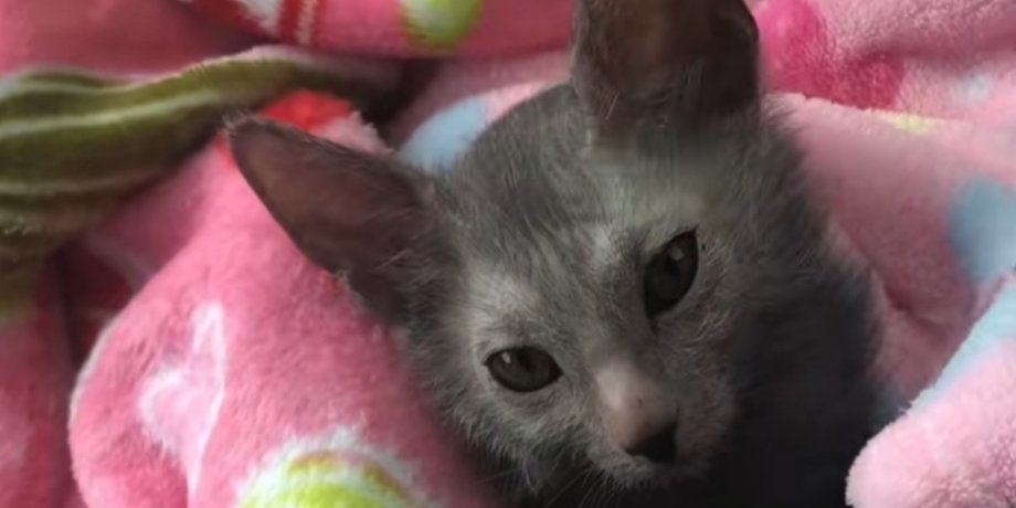 Кошка, котенок, кошка породы ликой, милый котенок, необычная внешность кошки, кошка оборотень, соцсети, TikTok, вирусное видео