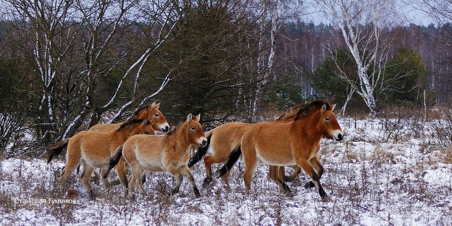 лошади Пржевальского, Чернобыль