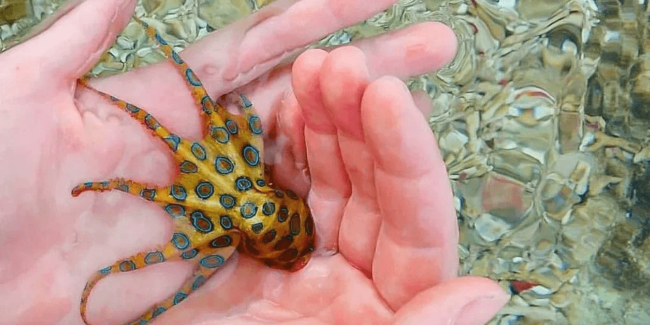 Восьминіг, тварина, Синьокільчастий восьминіг, море руки, людина