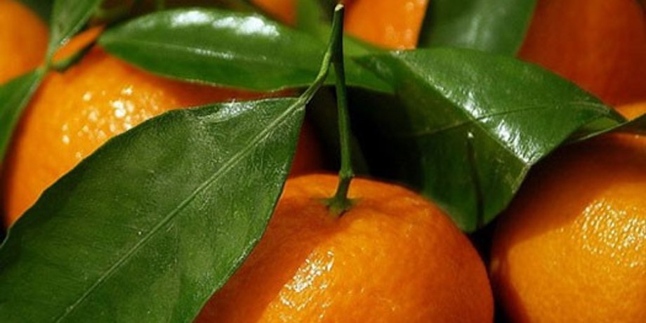 Фото: fruit.kz