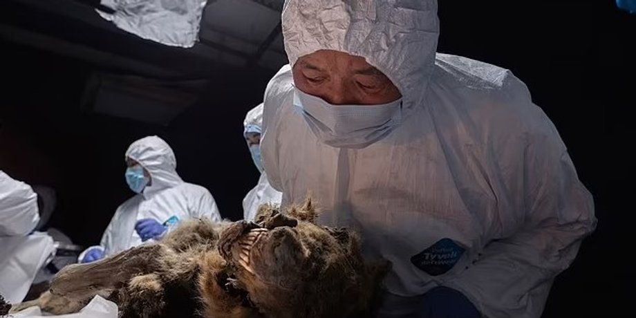 волк, древний волк, волк вечная мерзлота