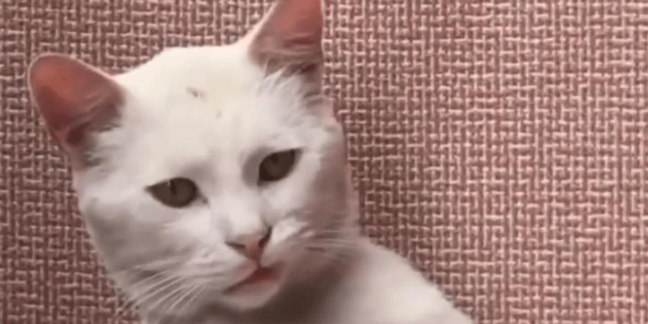 Смішна морда котика
