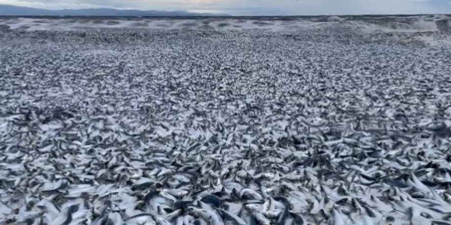 япония, мор рыбы, мертвая рыба в японии