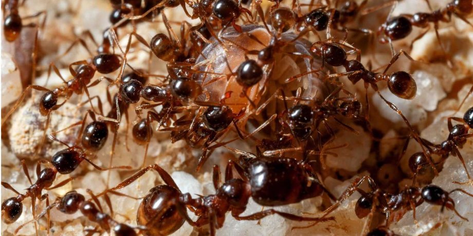 Германия борется с агрессивными муравьями Tapinoma magnum