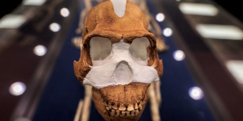 Homo naledi