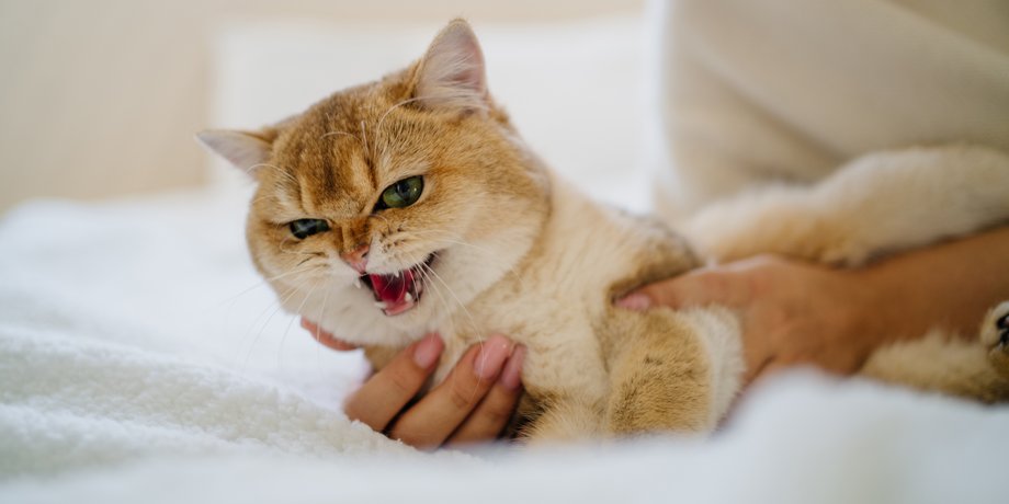 кошки, кошачий язык, язык кошек