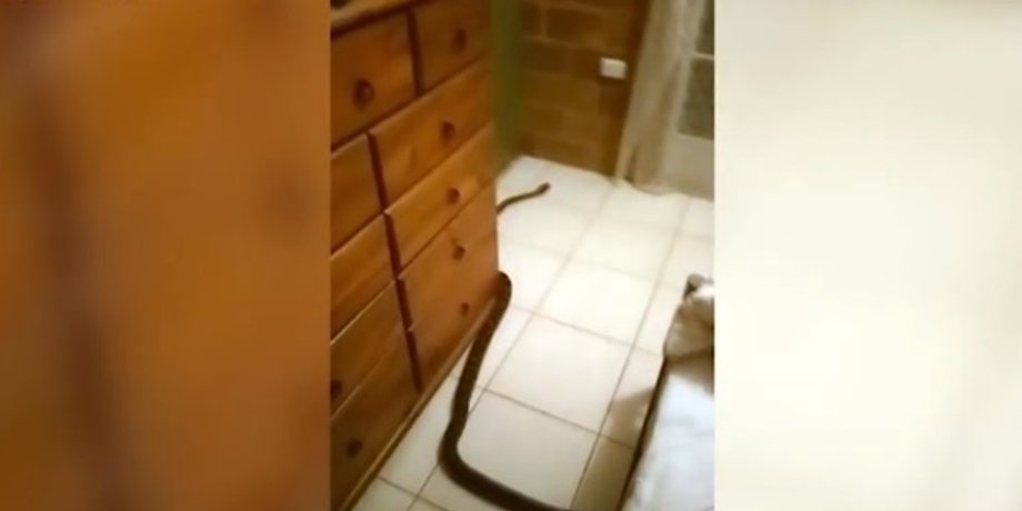 Фото: кадр из видео