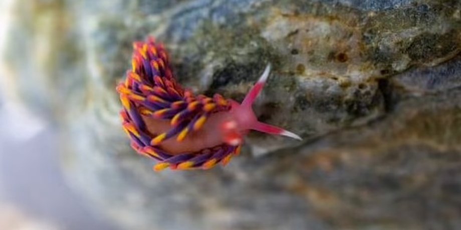 радужный морской слизень, красочный морской слизень, разноцветный морской слизень
