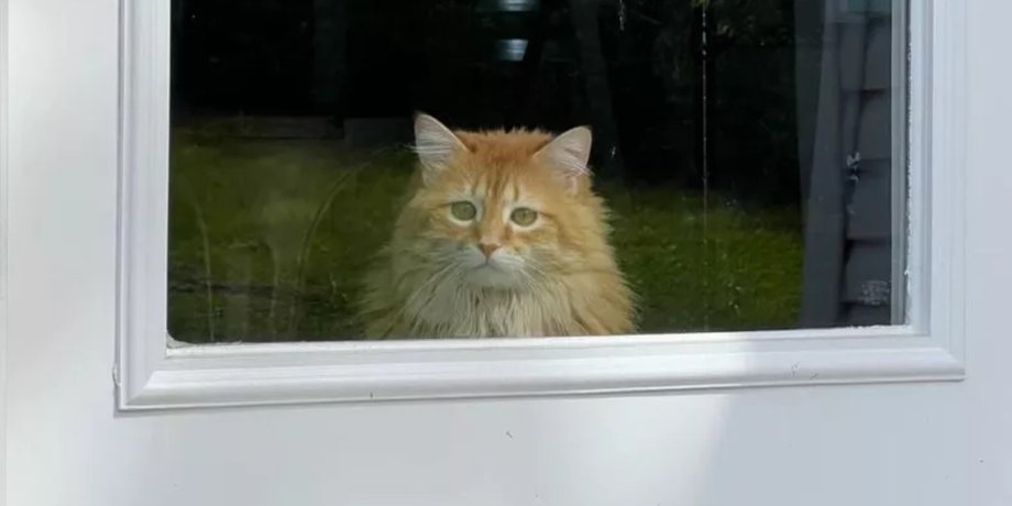 Кошка смотрит в окно, кошка, коты, животные, домашние животные, переезд с животными, реальный мир, реакция кошки, соцсети