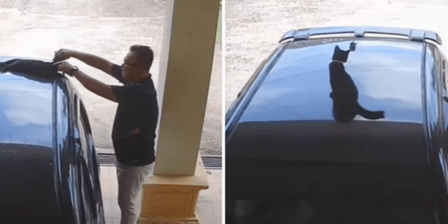 Курйозне відео з котом, пухнастик опинився на даху автомобіля і вирушив у дорого з власником, смішна ситуація з життя