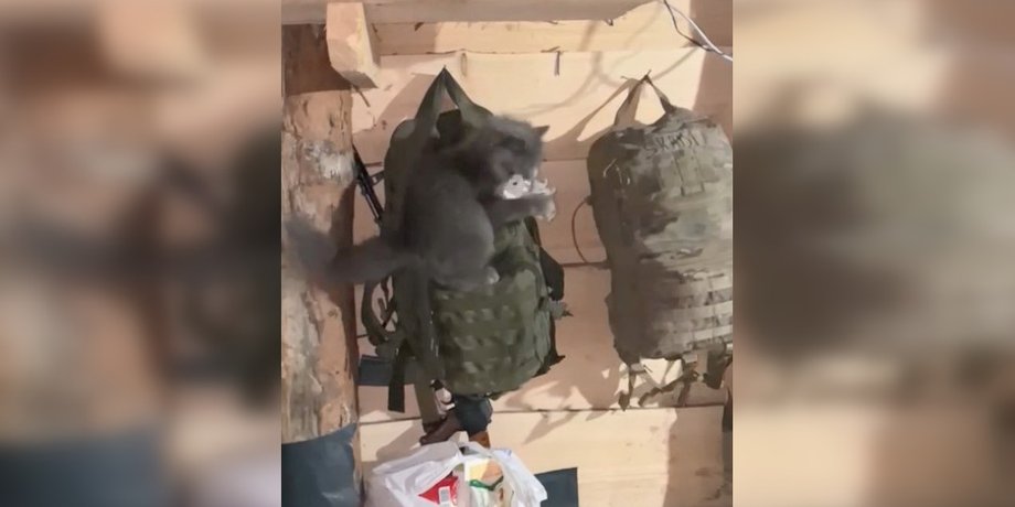 Котенок с мышью, комическое видео с котом, видео с TikTok, видео с тик ток с котом, видео с тикток, комическое видео, видео кот и мышь, кот ВСУ, кот военная Пуля, котенок видео ТикТок