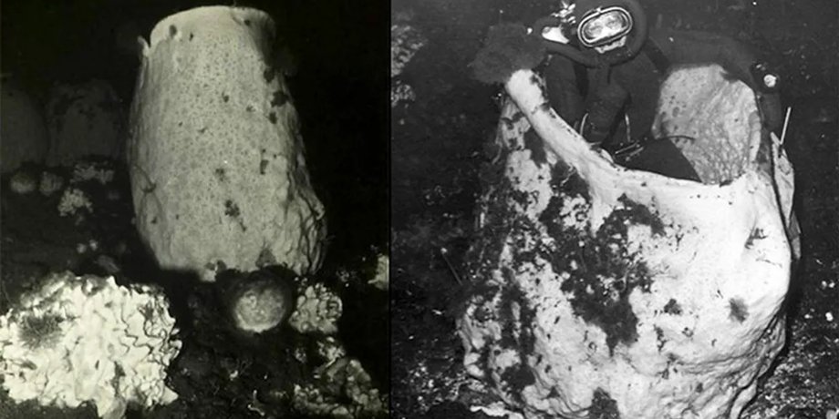 губка, морская губка, вулканическая губка
