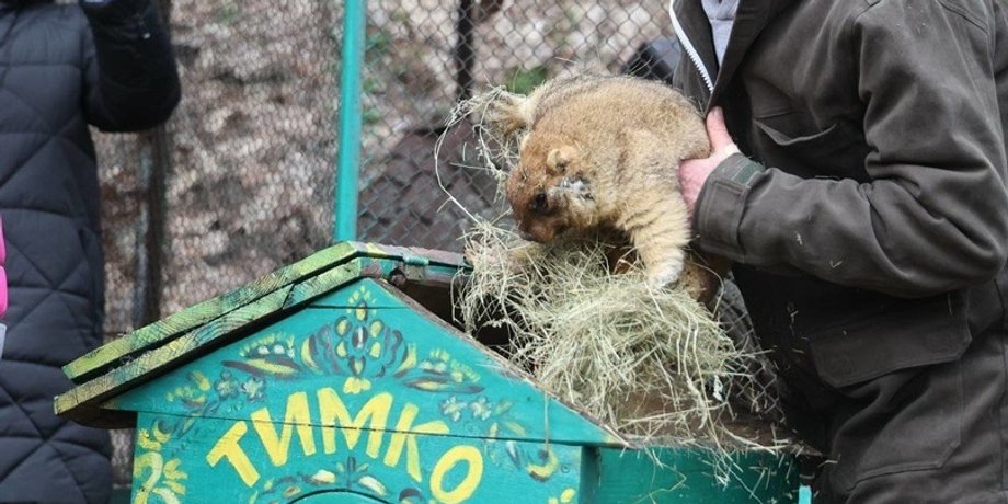 День бабака, прогноз Бабака, бабак Тимко, бабак, з Днем бабака, день бабака 2024, 2 лютого, бабак 2024, бабак прокинувся
