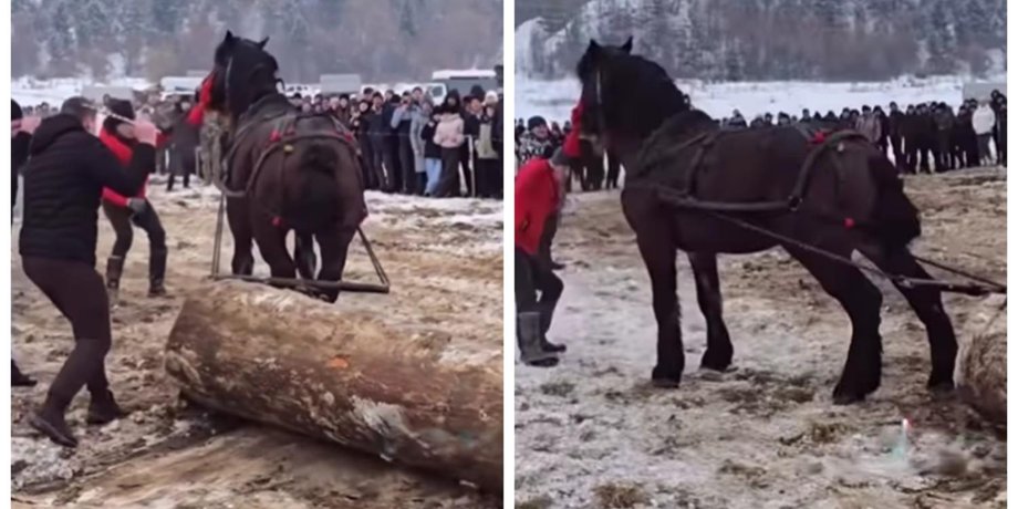 Прикарпатье лошади фестиваль избиение