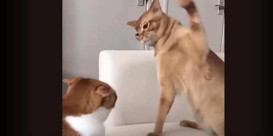 коти б'ються, коти меми