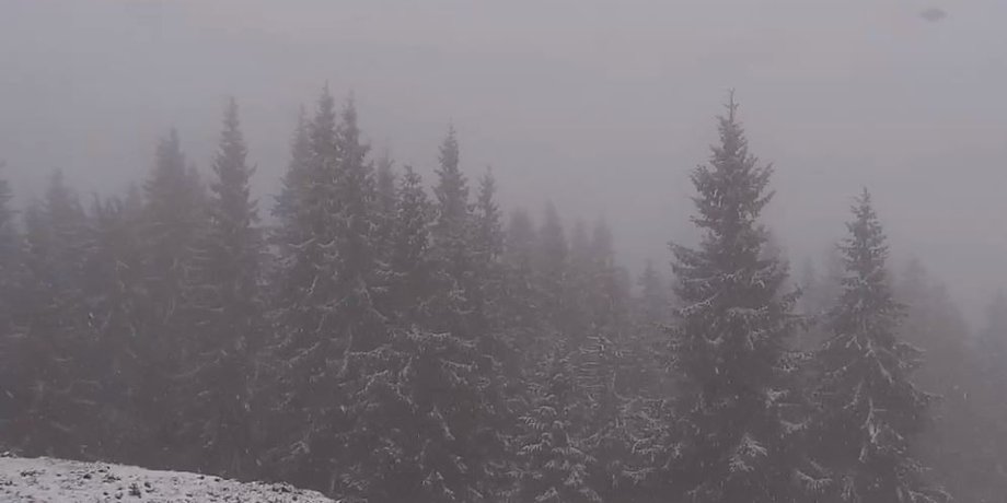 Снег, ели, карпаты