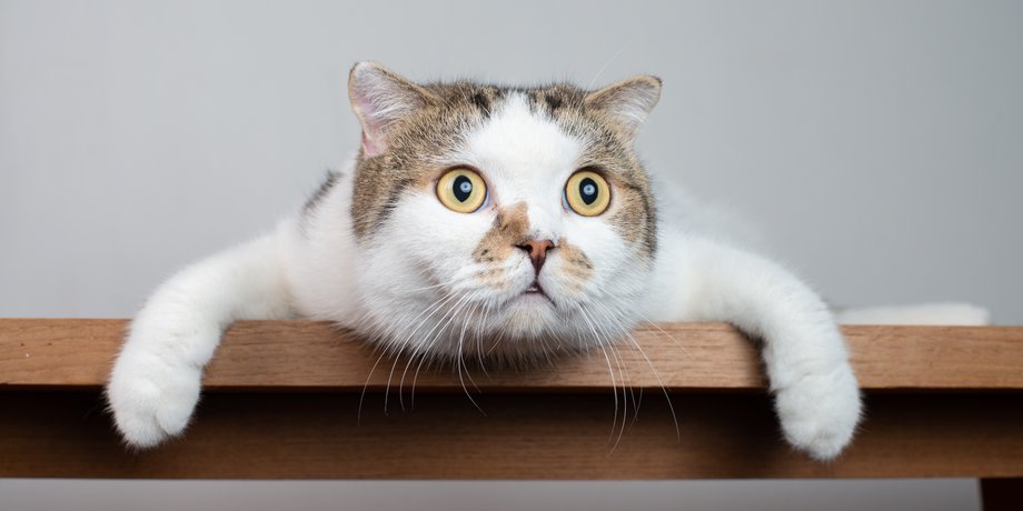 кошки, коты, игры с котами, поведение кошек