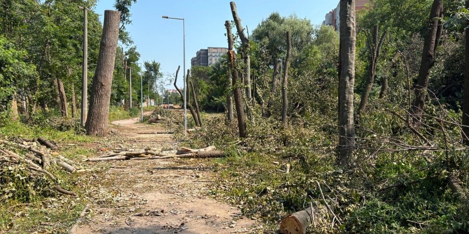 фото срубленных деревьев в зеленой зоне на Теремках в Киеве