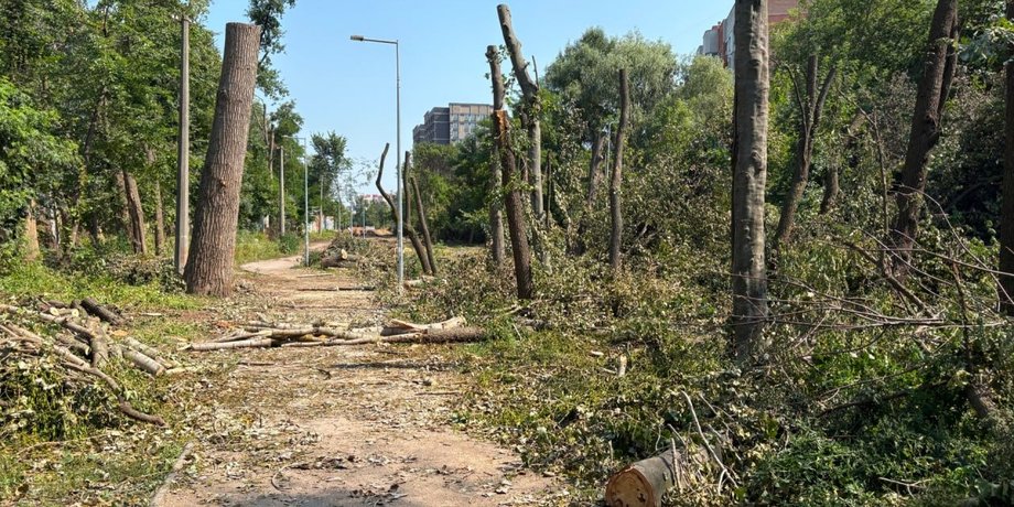 вирубка дерев на Теремках у Києві 7 серпня