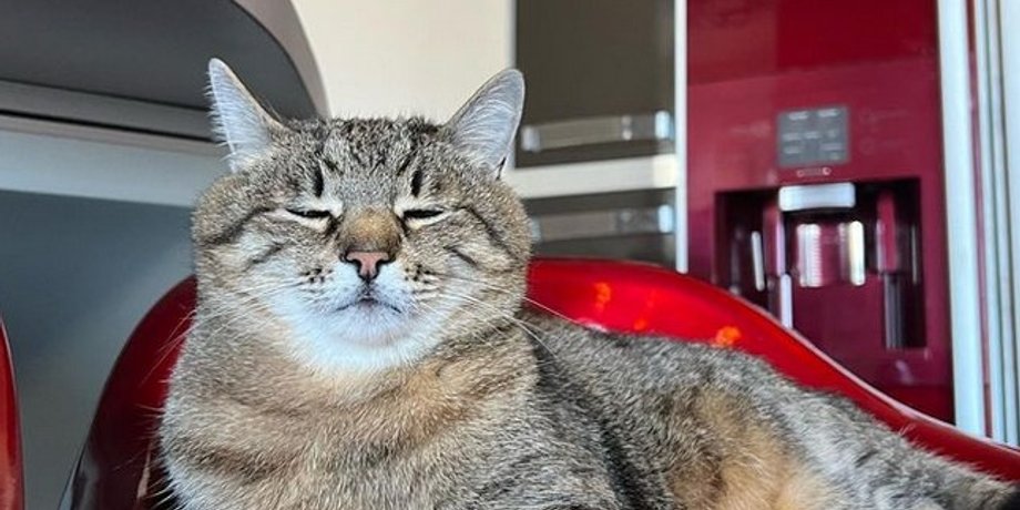 кот Степан