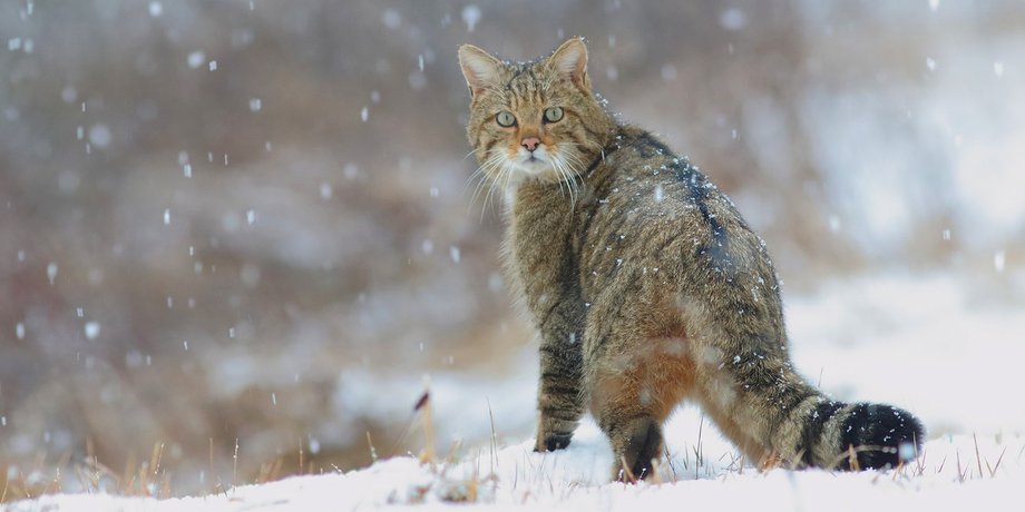Национальный парк, дикий кот, лесной кот вышел к людям, Красная книга, редкие животные