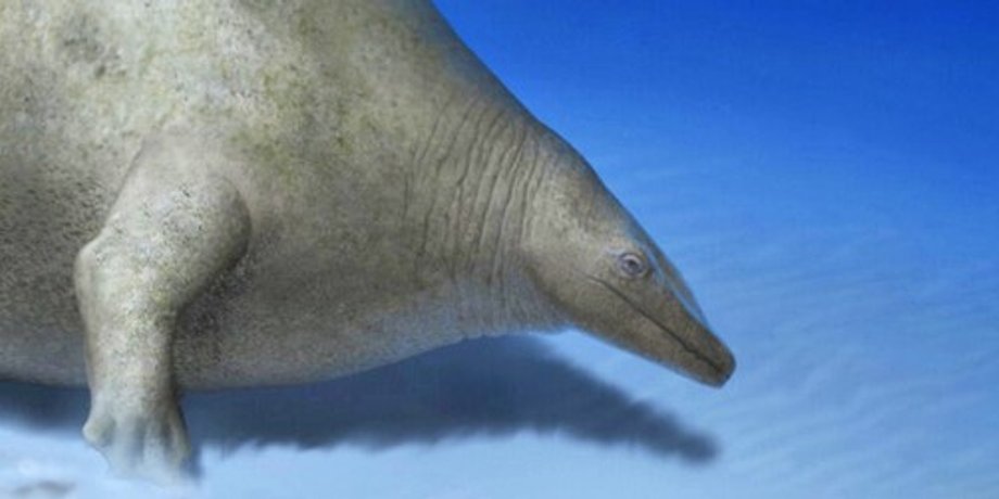 Perucetus colossus