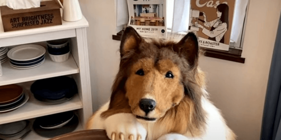 Костюм, костюм собаки, тварина, собака, коллі