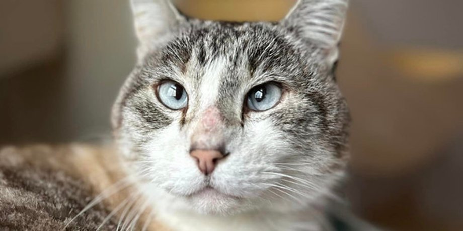 Сиамский метис, пропажа кота, домашние животные, как найти пропавшего кота, поиск, США, курьезы