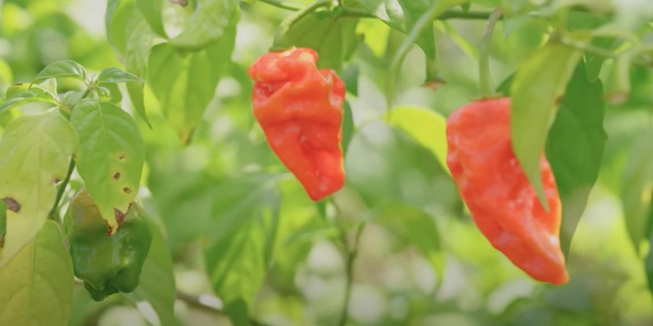 гострий перець, перець чилі, Pepper X