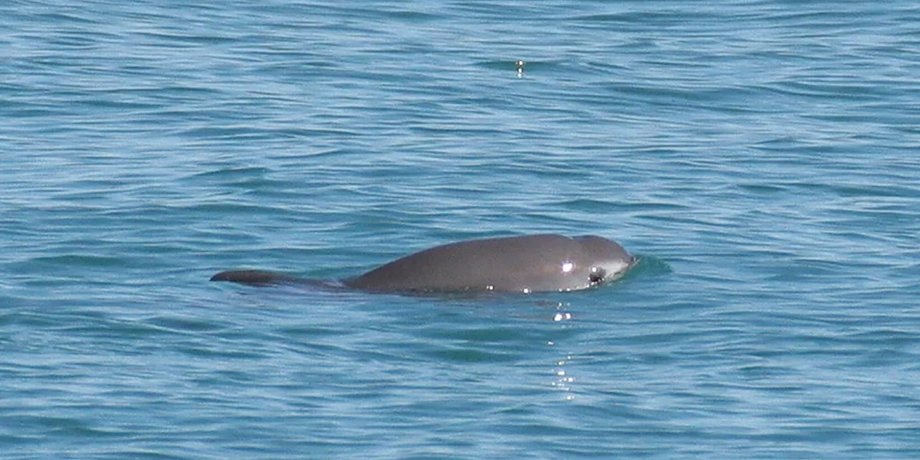 Калифорнийская морская свинья