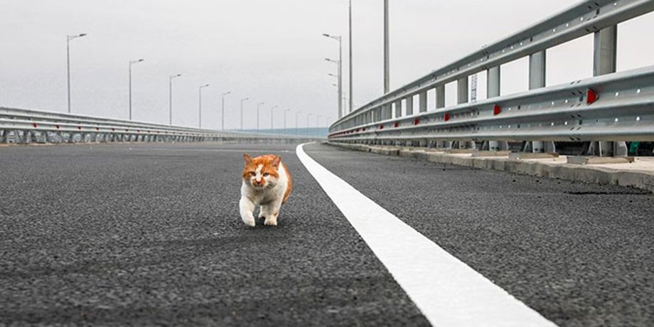 Фото: nstagram.com/cat_the_most