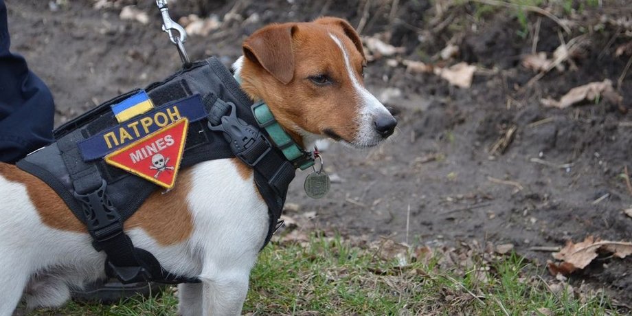 пес патрон