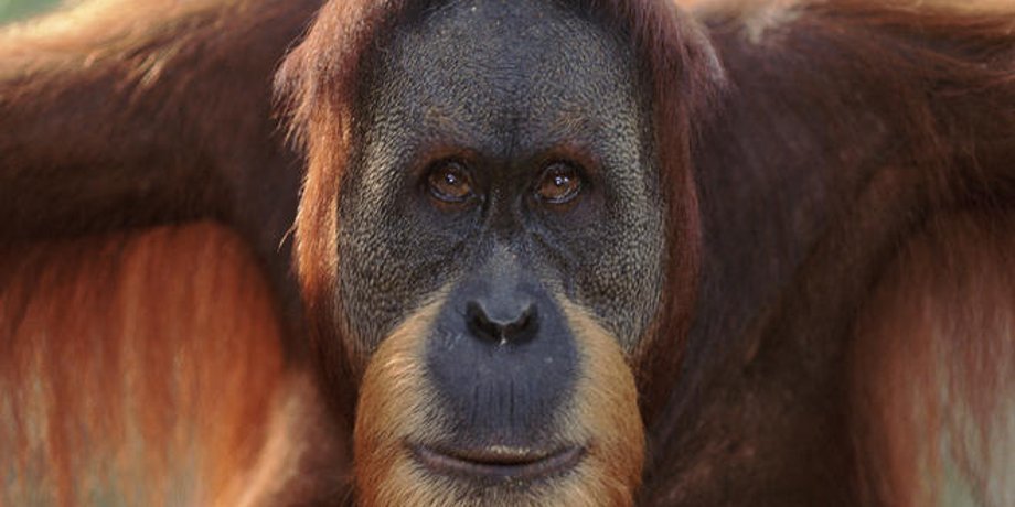 Фото: World Wildlife Fund