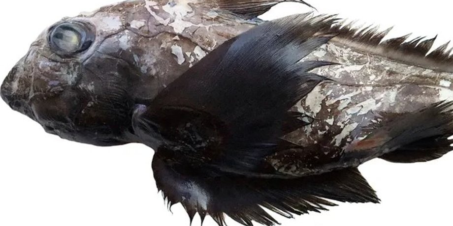 акулы призраки, химеры