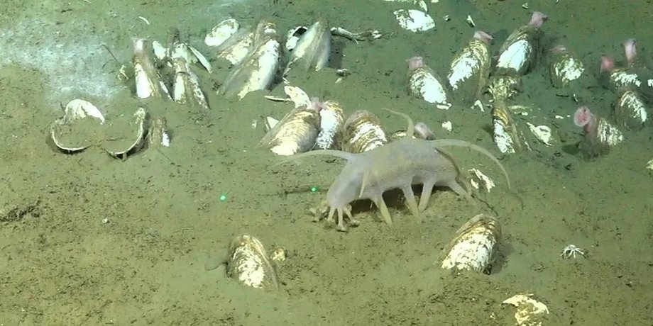 океан, морська свиня