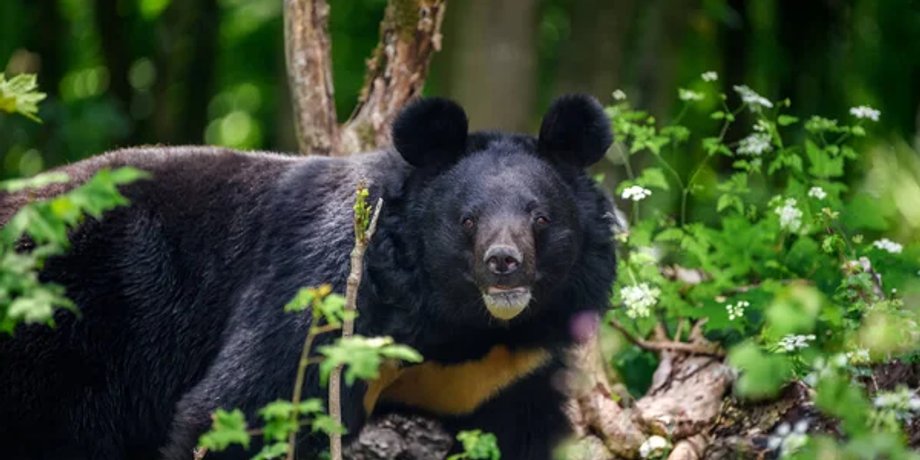Ведмідь проник у будинок в Японії