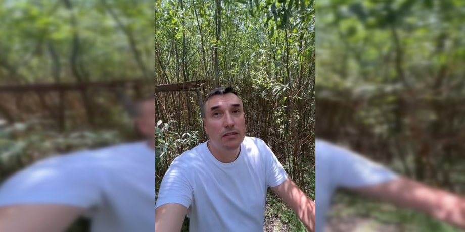 Каховське водосховище, ліс, верби