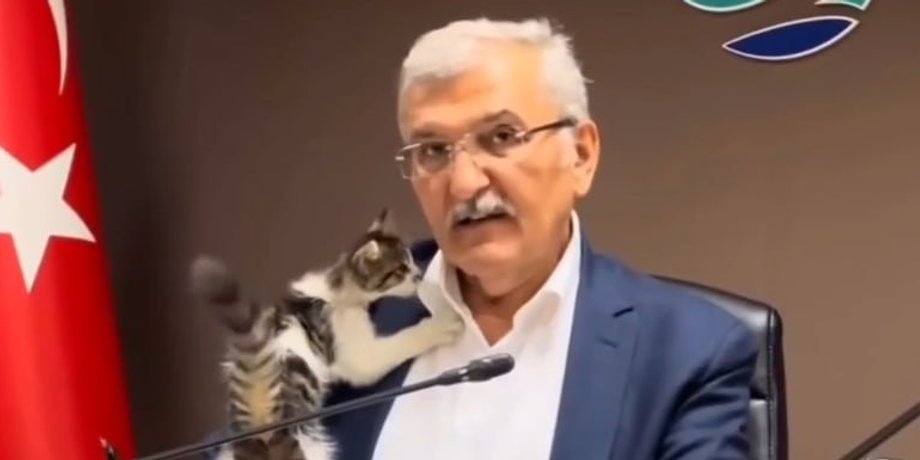 Мурат Айдын, котенок, Белла, Турция, Бейкоз