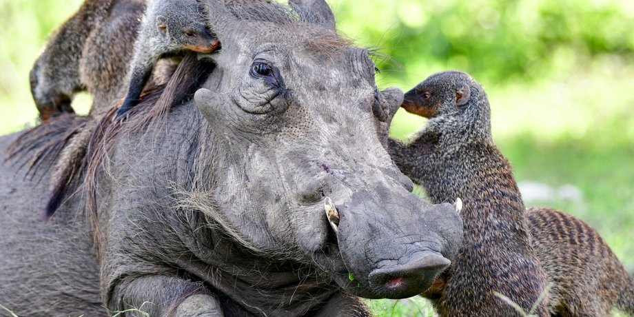 Різні види тварин спілкуються між собою