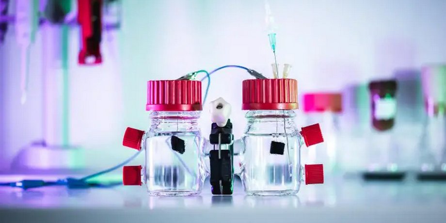 бактерии E. coli, микробы