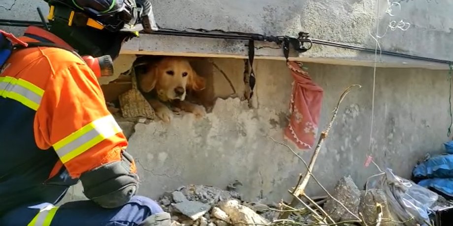 спасение собаки