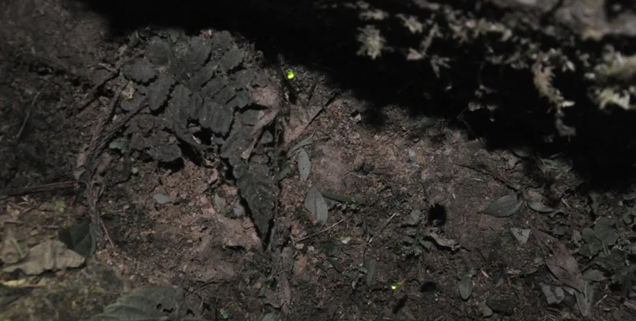 Павуки використовують світлячків, які потрапили в павутину, у своїх інтересах: навіщо їм це0