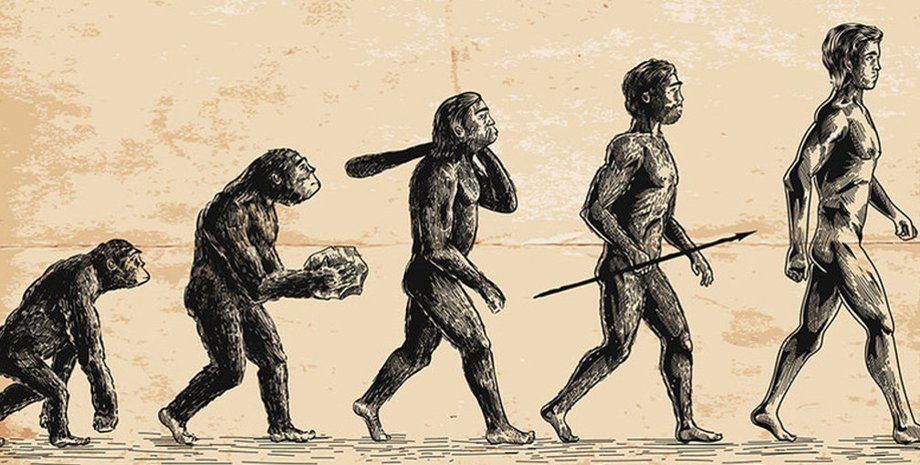 обезьяна, люди, рисунок, эволюция