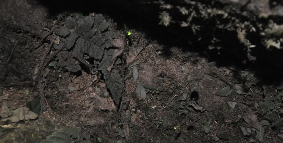 пауки и светлячки