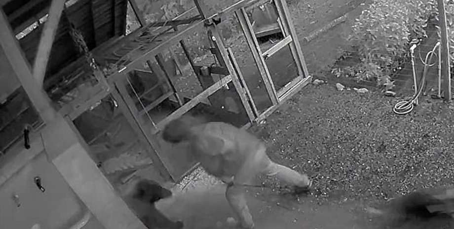 нападения на людей дикого медведя гризли, нападения медведя на людей, нападение медведей, нападение диких животных видео,  напал медведь, напал медведь видео, нападение медведя в лесу,